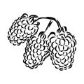 Vector isolated raspberry berries branch contour line drawing. Colorless black and white two raspberry berry colorling