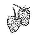 Vector isolated raspberry berries branch contour line drawing. Colorless black and white two raspberry berry colorling