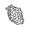 Vector isolated raspberry berries branch contour line drawing. Colorless black and white two raspberry berry colorling