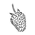 Vector isolated raspberry berries branch contour line drawing. Colorless black and white two raspberry berry colorling