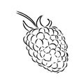 Vector isolated raspberry berries branch contour line drawing. Colorless black and white two raspberry berry colorling