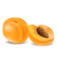 Vector isolated set of fresh sweet orange apricots, used gradient meshes