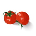 Vector isolated set of two fresh red tomatoes