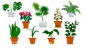 Vector isolated set various indoor ornamental plants with names. Most common and popular houseplants : monstera parlor palm 
