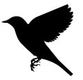Vector isolated silhouette of a flying fluttering nightingale flapping its wings on a white background