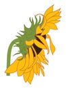 Vector Isolated Sunflower on White Background