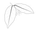 Vector. Ixora (Zephyranthes) leaf, outline and flowers are not blooming, tropical Asian plants