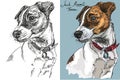 Vector Jack Russel terrier in color and black and white