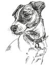 Vector Jack Russel terrier