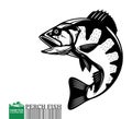 Vector jumping perch fish illustration