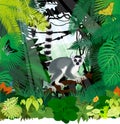 Vector jungle rainforest illustration with Madagascar lemur, Madagascan sunset moth