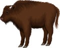 Vector kid child brown zubr buffalo bison Royalty Free Stock Photo