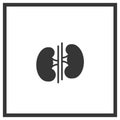 Vector kidney icon