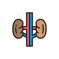 Kidneys, buds, human organ, urology flat color line icon.