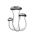 Vector king trumpet mushrooms