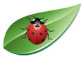 vector ladybird on a leaf