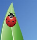 vector ladybird on a leaf