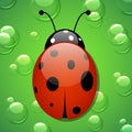 Vector ladybug