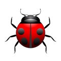 Vector ladybug illustration