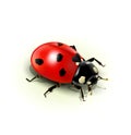 Vector ladybug, isolated