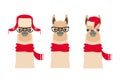 Vector Lama Head set in winter, christmas clothing and glasses Royalty Free Stock Photo