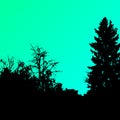 Vector forest landscape silhouette. Realistic trees, woods silhouettes in night and evening sky. Outdoor nature scene