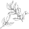 Vector laurus leaf. Leaf plant botanical garden floral foliage. Isolated illustration element.