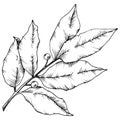 Vector laurus leaf. Leaf plant botanical garden floral foliage. Isolated illustration element.