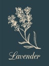 Vector lavender branch illustration. Hand drawn botanical sketch of medicinal plant in engraving style. Organic herb.