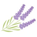 Vector Lavender Bunch. Lavender Vector Illustration