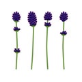 Vector lavender flower set. Royalty Free Stock Photo