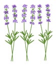 vector lavender flower set