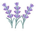 vector lavender flower set Royalty Free Stock Photo