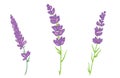 Vector lavender flowers illustration set. Beautiful violet lavender flowers collection.