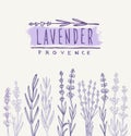 Vector lavender set Royalty Free Stock Photo