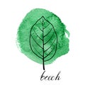 Vector leaf of beech tree