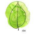 Vector leaf of elm tree Royalty Free Stock Photo