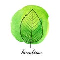 Vector leaf of hornbeam tree