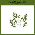 Vector leaf imprint Royalty Free Stock Photo