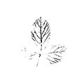 Vector leaf imprint Royalty Free Stock Photo