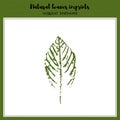 Vector leaf imprint Royalty Free Stock Photo