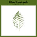 Vector leaf imprint Royalty Free Stock Photo