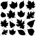 Vector leaf silhouette