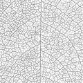 Vector Leaf Vein Texture Black and White