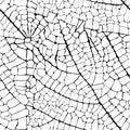 Vector leaf veins seamless texture Royalty Free Stock Photo