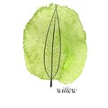 Vector leaf of willow tree Royalty Free Stock Photo