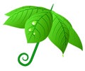 Vector leafs umbrella.