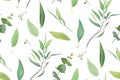 Vector, leafy seamless pattern. Leaf, leaves, green eucalyptus branch textile fabric, texture background. Watercolor twig, seeds, Royalty Free Stock Photo