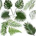 Set of exotic plants in vector, Vector leaves of exotic plants, tropical palm leaves, fern, monstera.