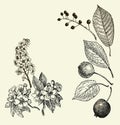 Vector leaves, flowers and fruits of the wild pear, bird-cherry and crab. Greeting card Royalty Free Stock Photo